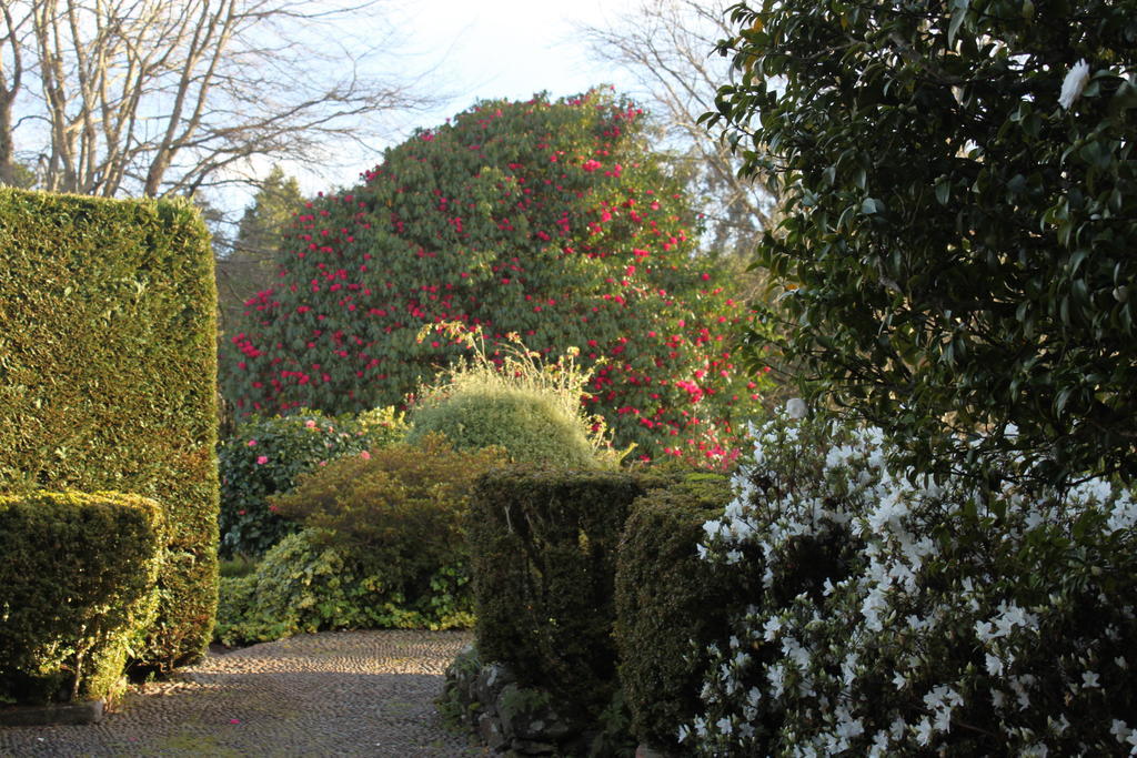 Quinta Das Faias Camacha  Exteriör bild