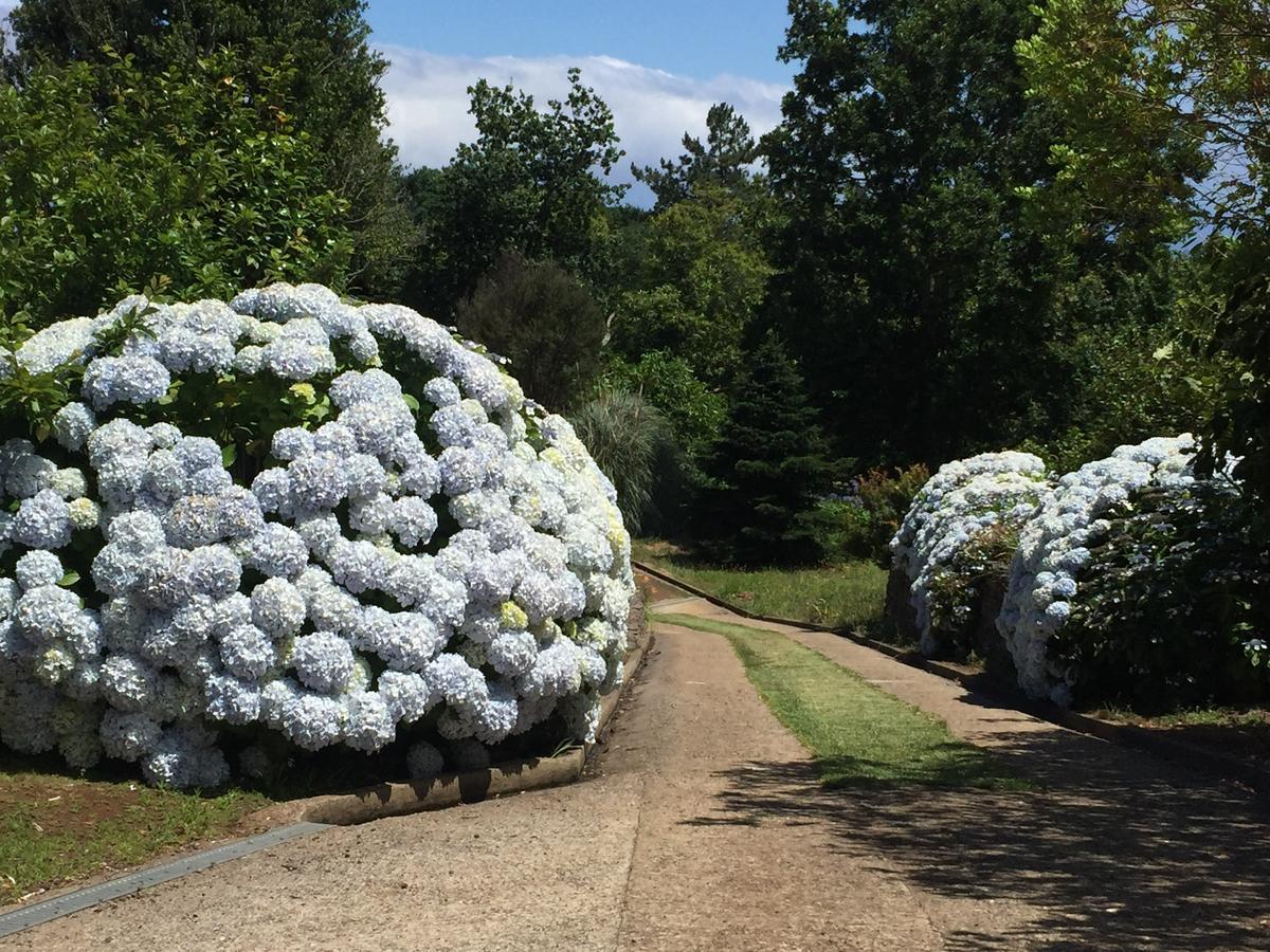 Quinta Das Faias Camacha  Exteriör bild