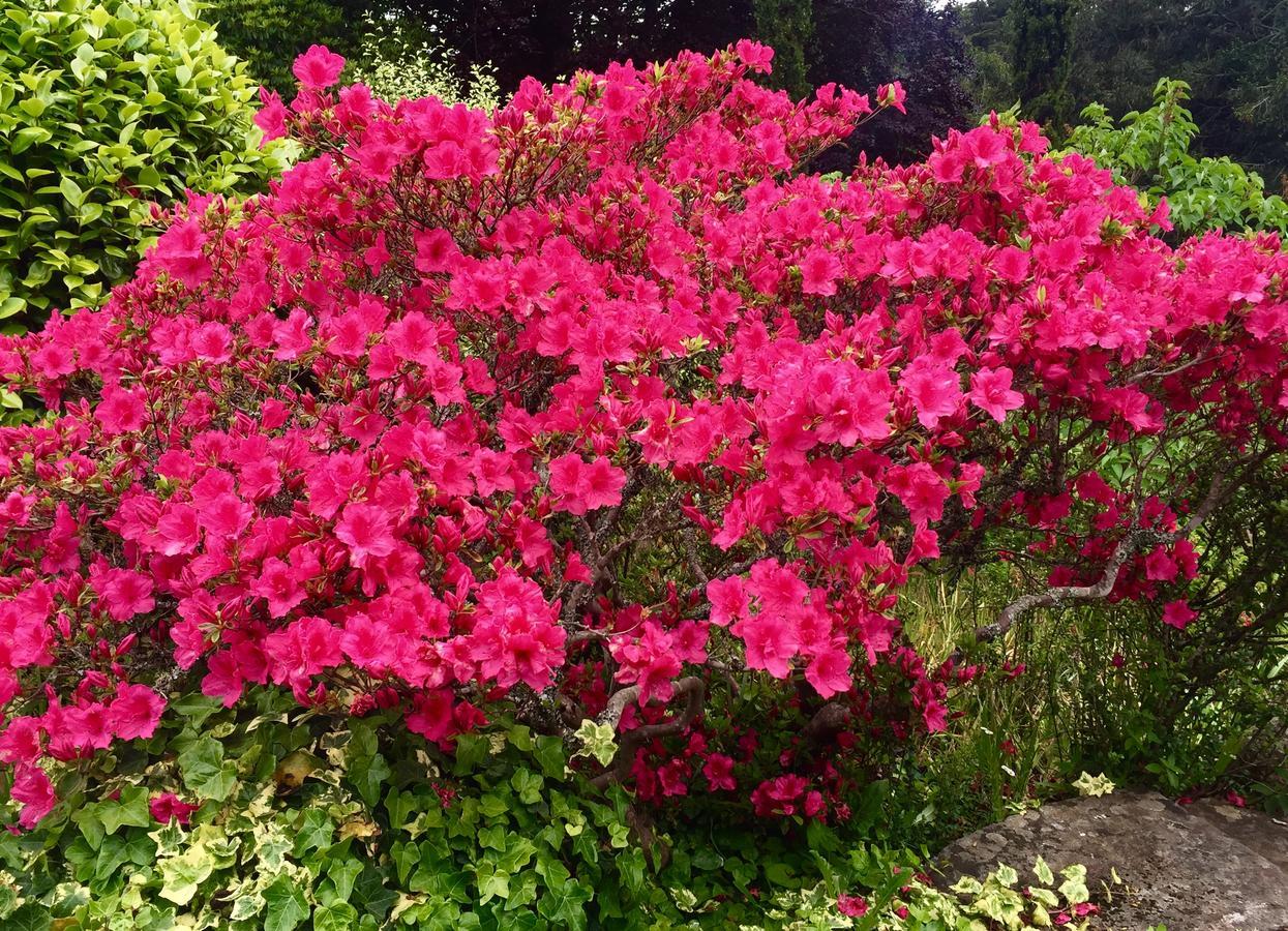 Quinta Das Faias Camacha  Exteriör bild