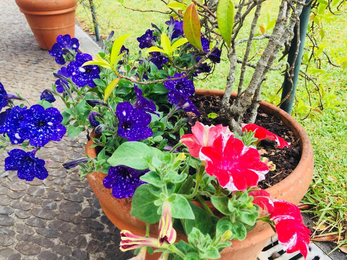 Quinta Das Faias Camacha  Exteriör bild