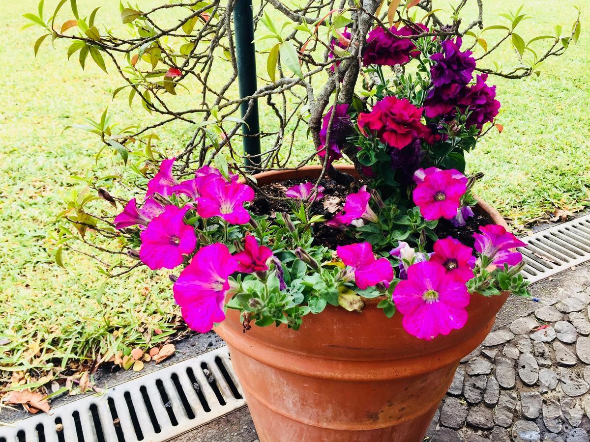 Quinta Das Faias Camacha  Exteriör bild